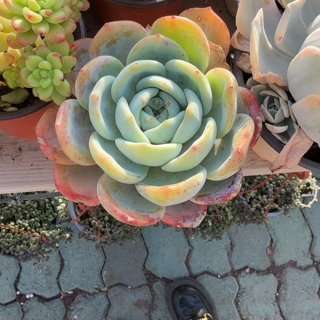 凤城多肉植物精品