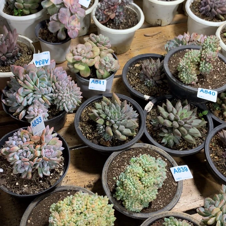 莓***舞871满28包邮脱土发货