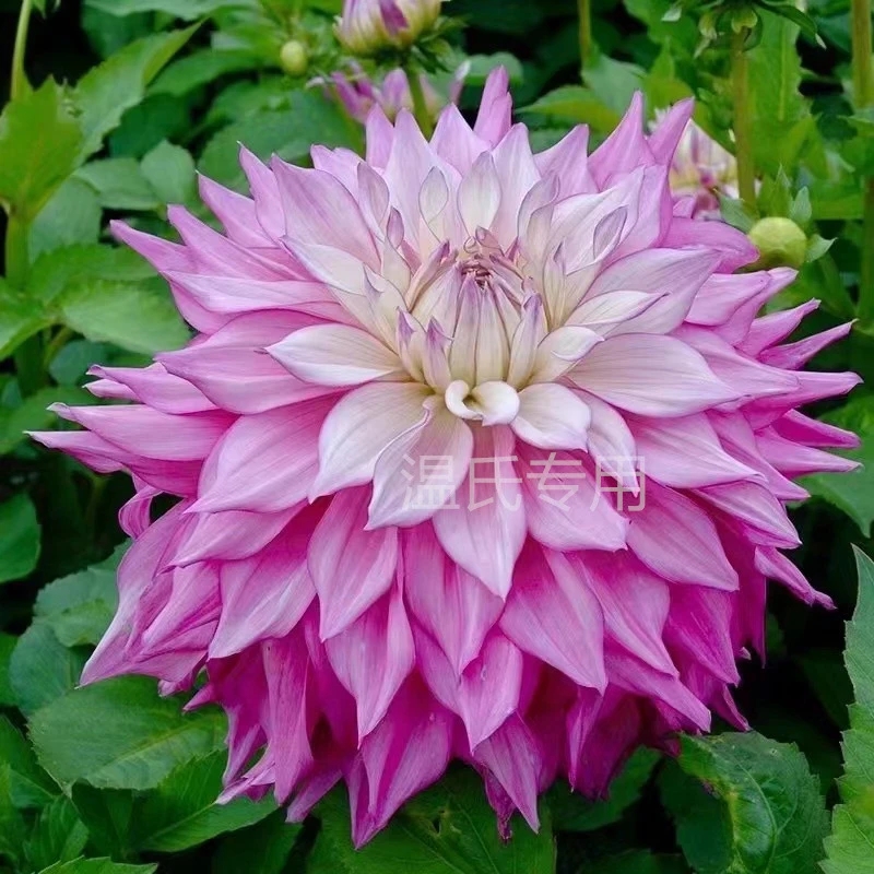 （拉姆先生）进口大丽花种球送肥料