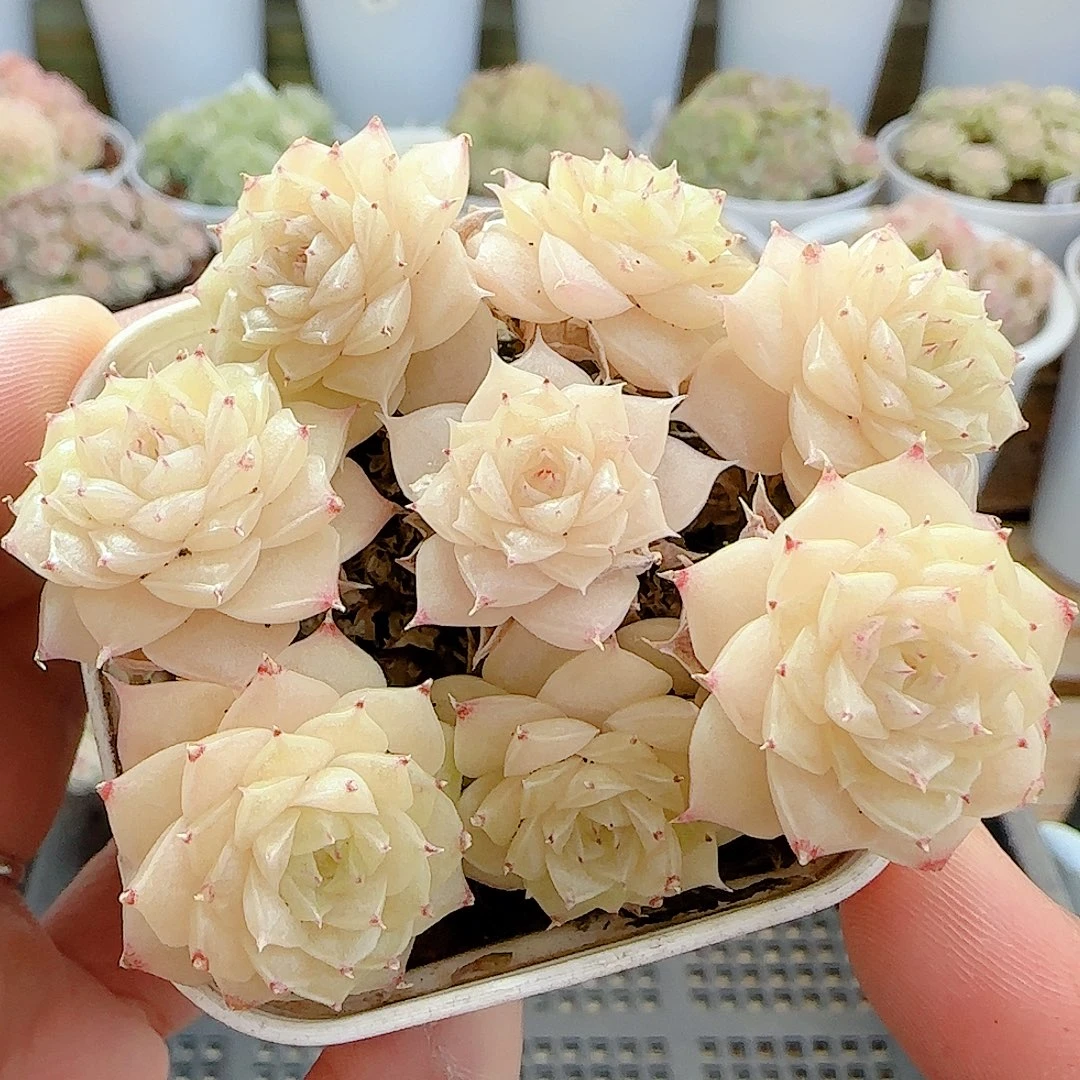 1128-6（ht-57）优选