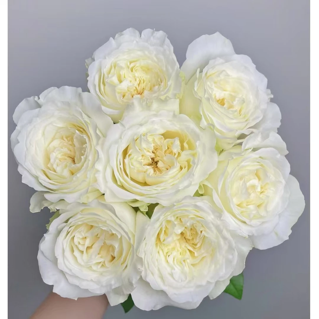 【诺莎莉单头玫瑰10枝】【两单冷链发货】