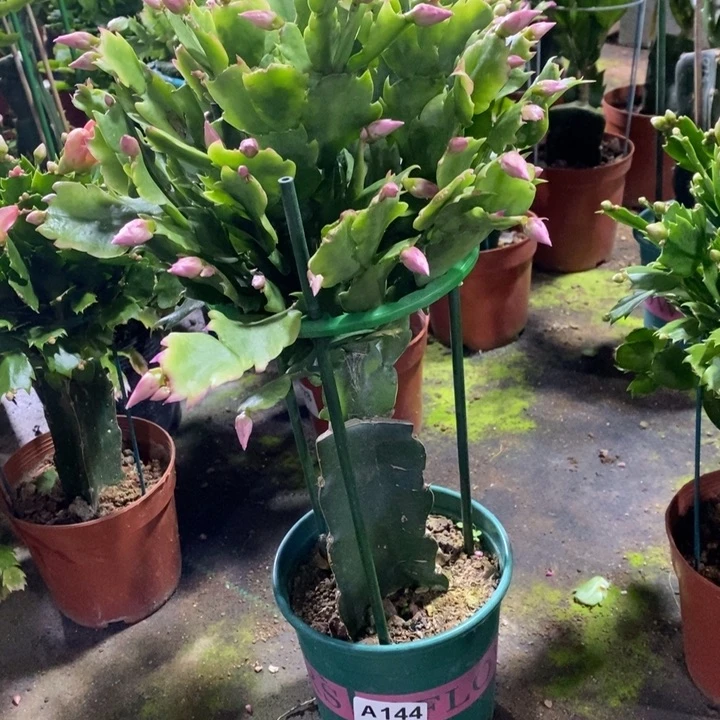 当前无花栽培后可以开花山*花144嫁接073