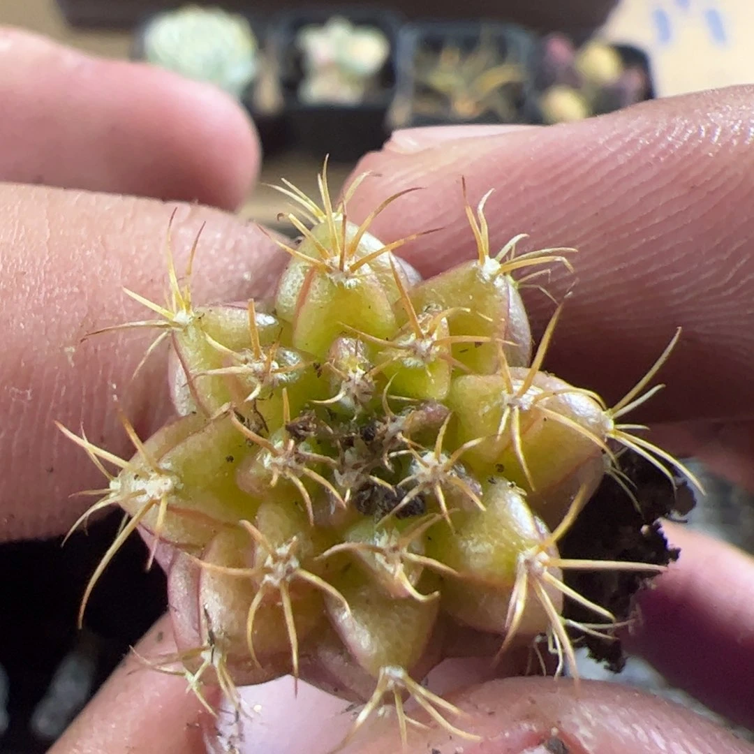 当前无花栽培后可以开花106