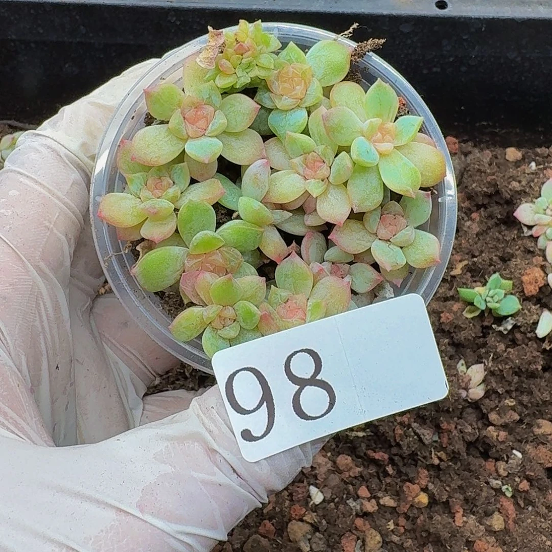 大****山多肉植物多肉植物98