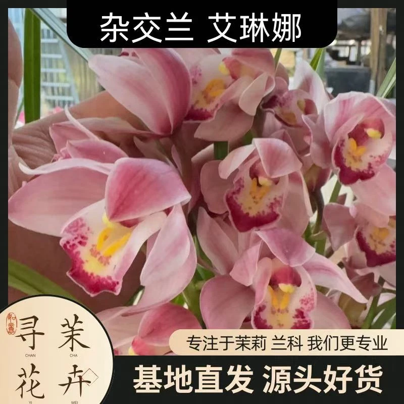 【杂交兰 艾琳娜】节日好礼 基地直销 名贵淡雅 室内花卉带花发货
