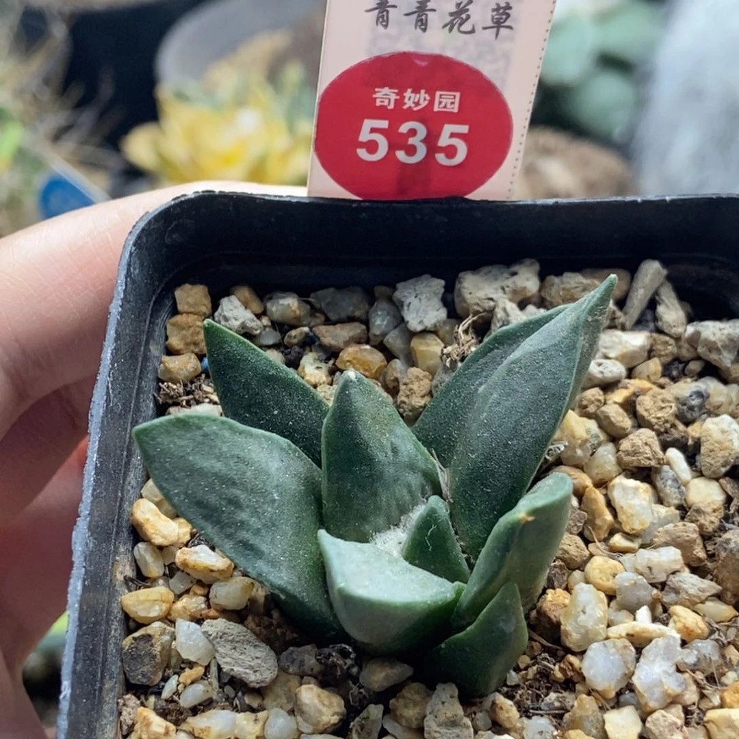 实生牡丹一颗仙人球