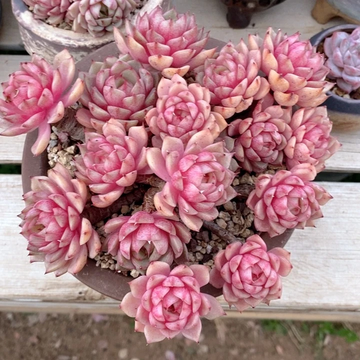 苯巴蒂斯 韩货精品