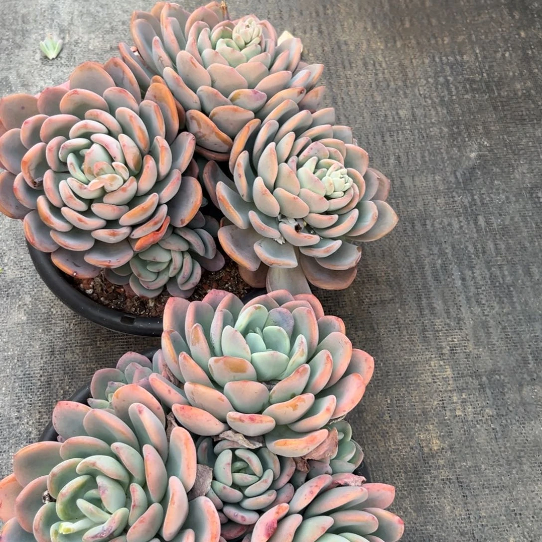 棠颂花卉一物一拍 香橙 秋寒