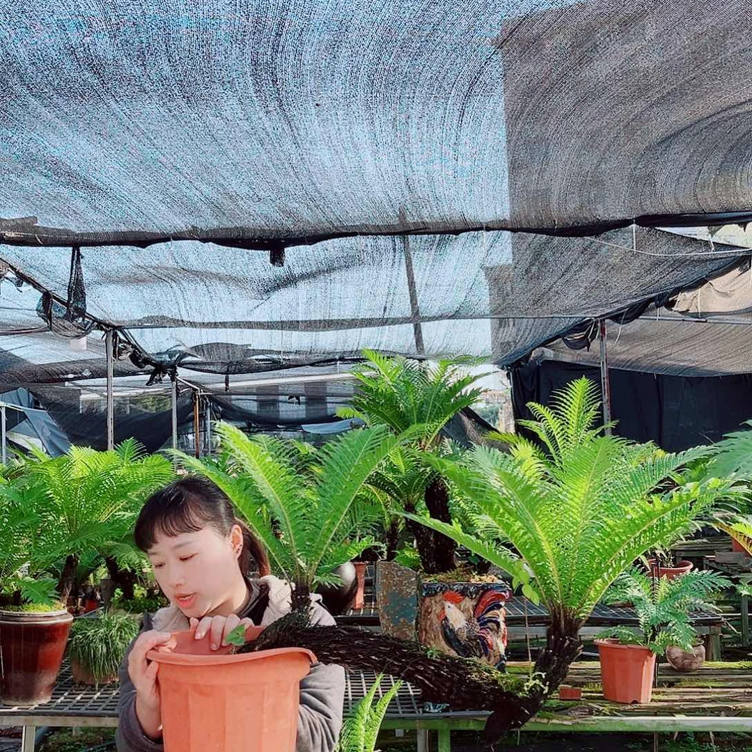 无花朵富贵蕨2333333