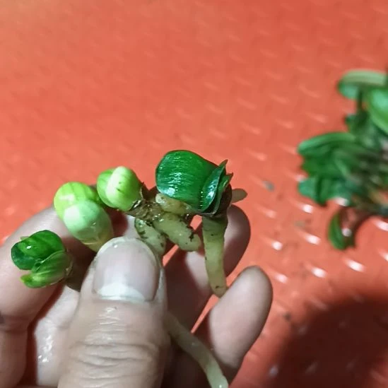 用****8君子兰小苗君子兰小苗