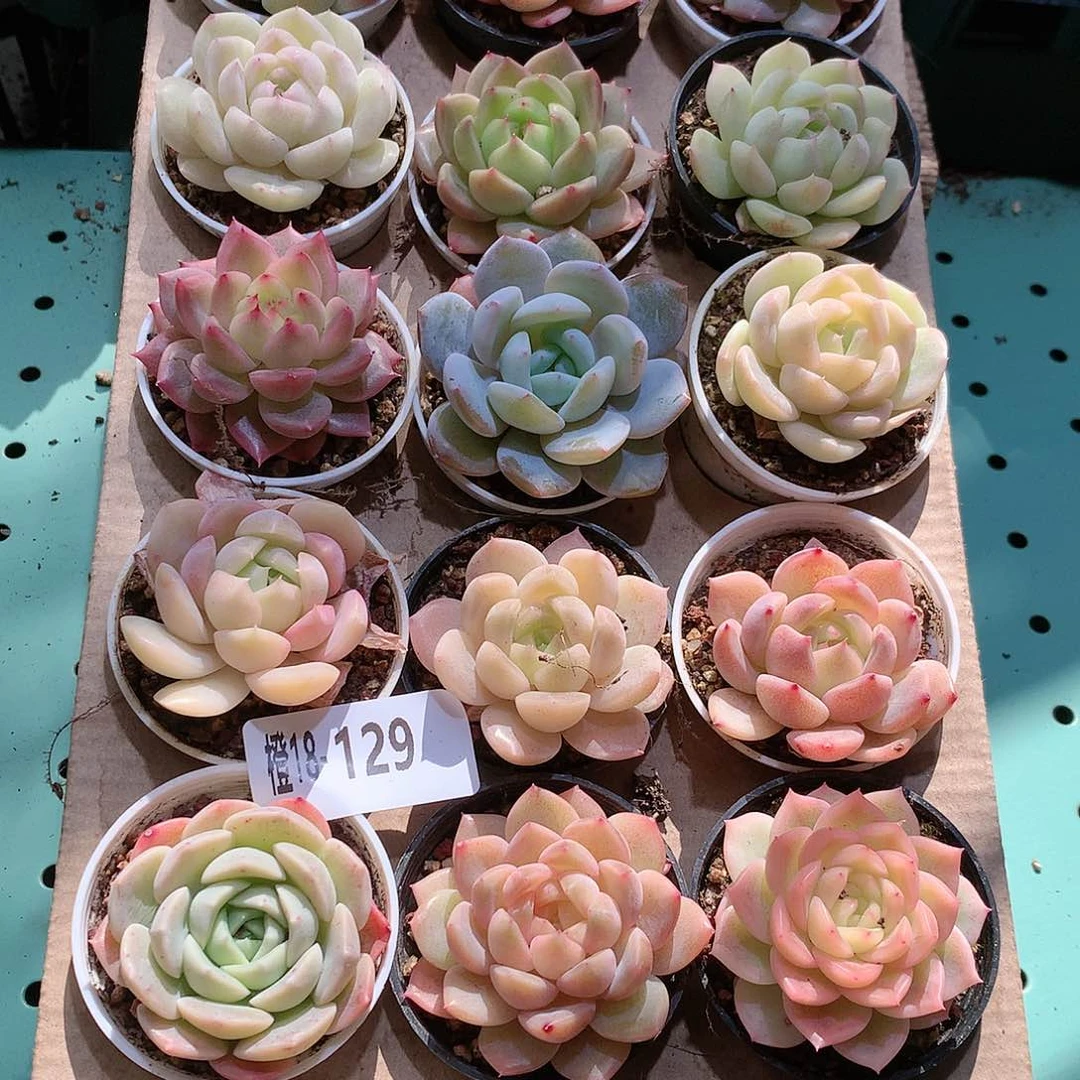 18-129一物一拍带盆18颗。