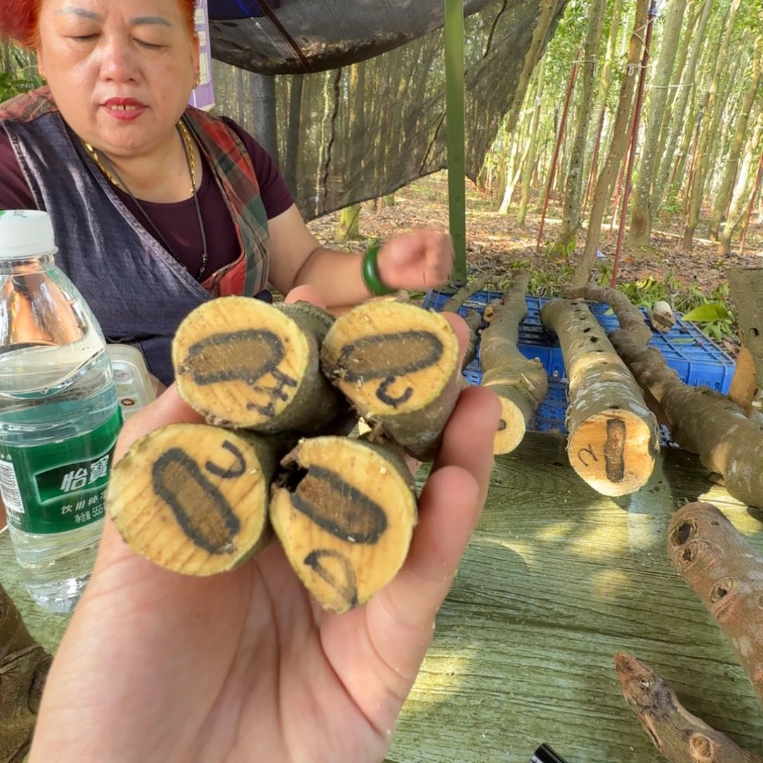 线香奇楠沉香原木