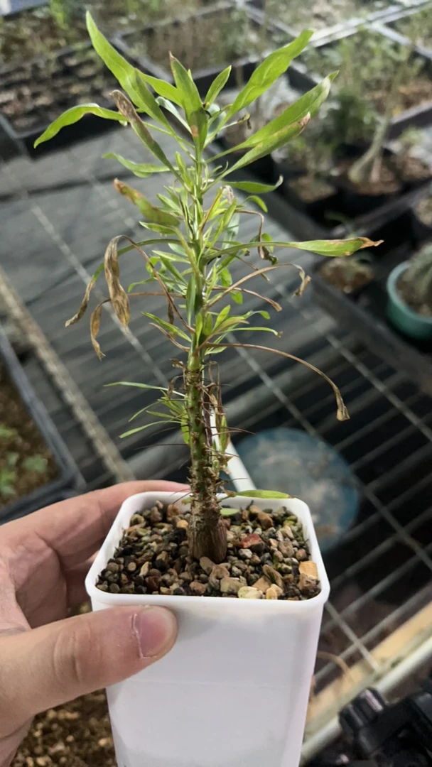 多肉植物 多肉植物