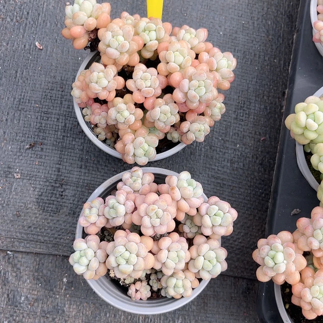 韩***)云尘多肉一物一拍719