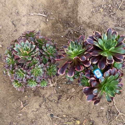 两颗法师一物一拍