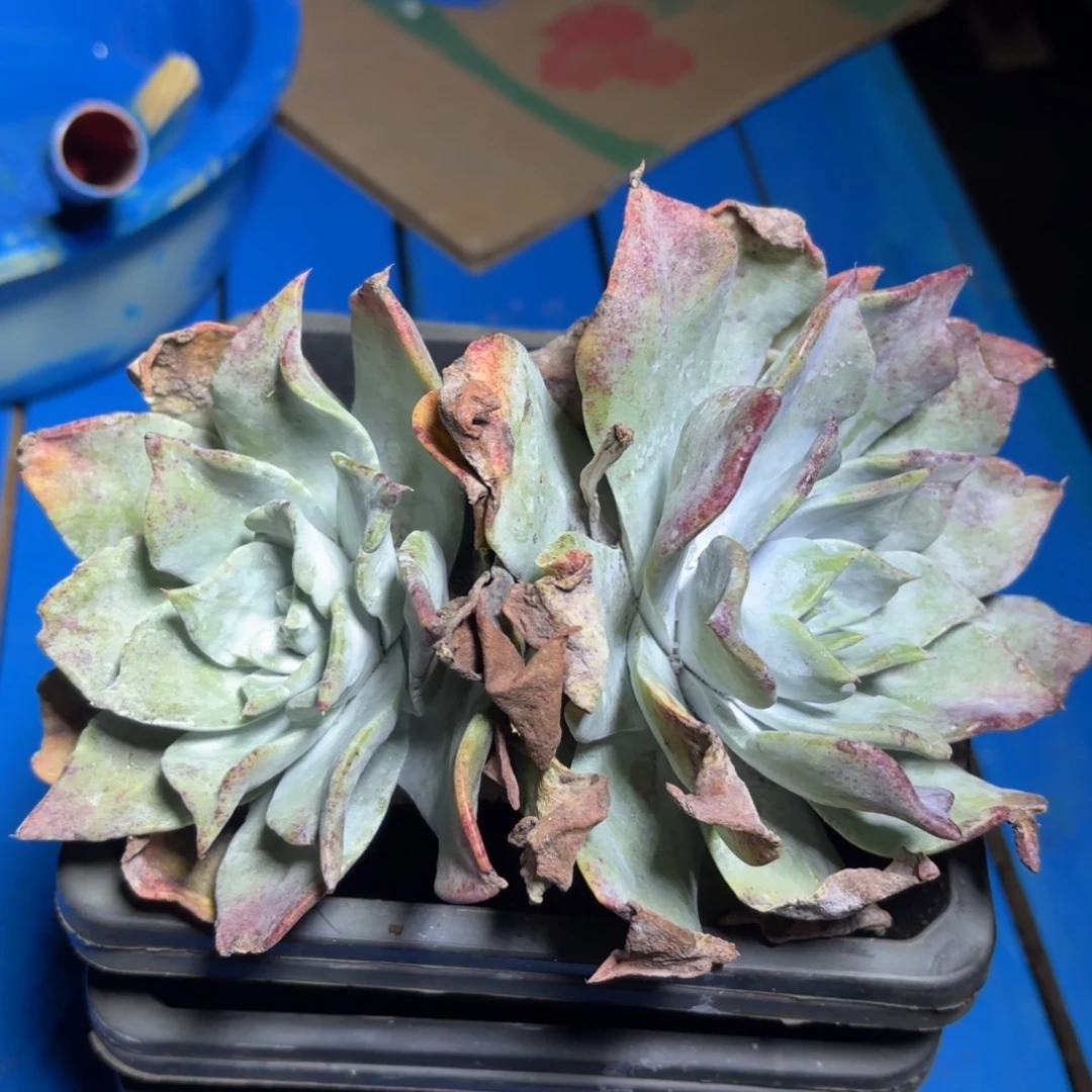 普西非克，仙女杯多肉