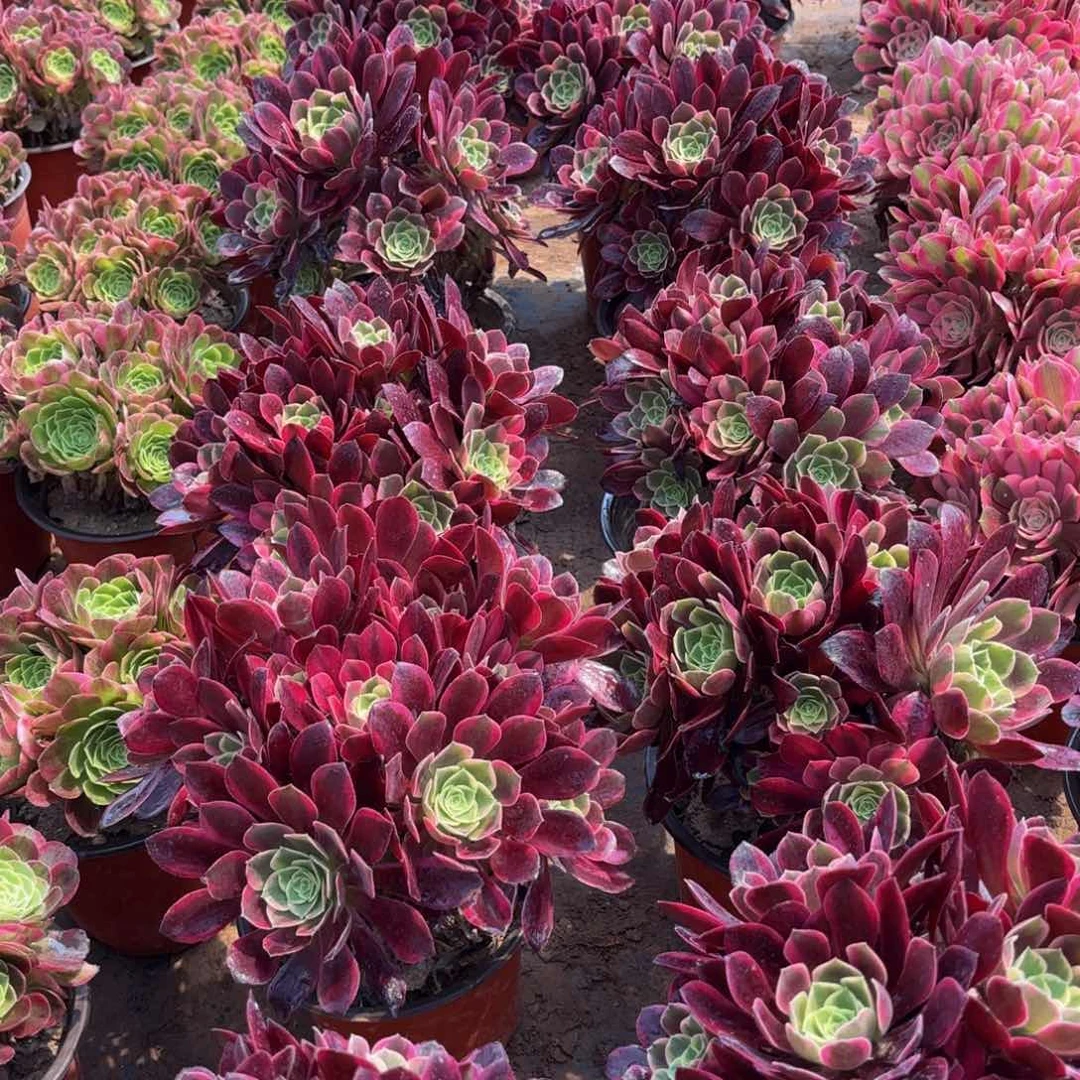 金丝雀绣球9.9多肉植物