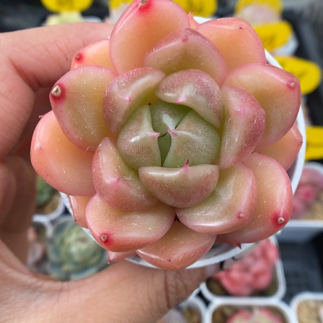 珍妮麦秆可拍785号。