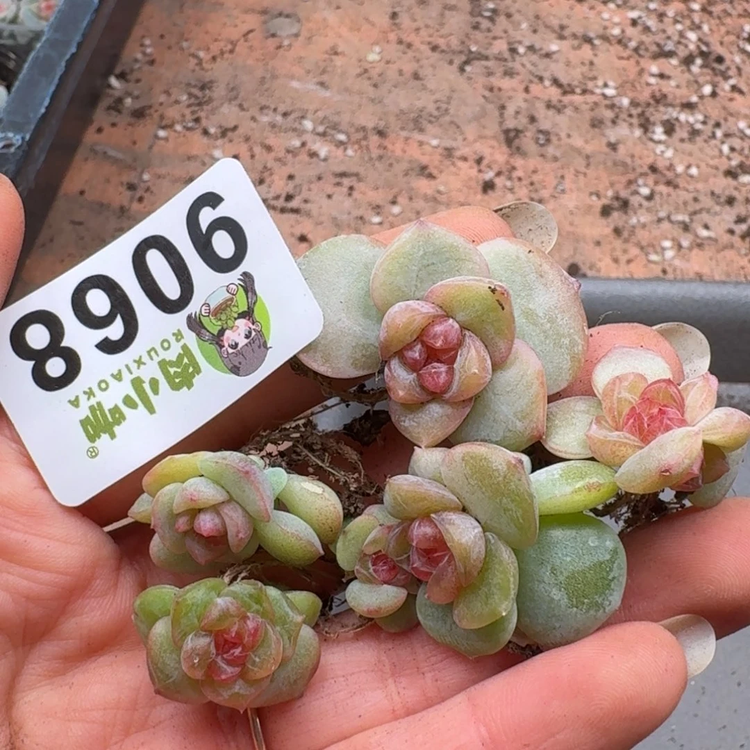 泡***x多肉植物多肉植物