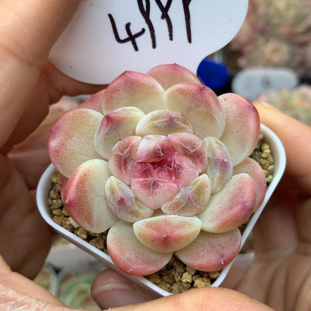 粉透心冰魄单头4999