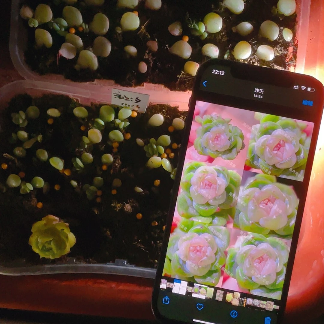 颜汐风花芝麻苗一个满25包邮