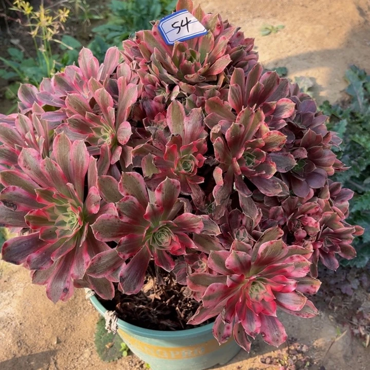 54男神多肉植物法师
