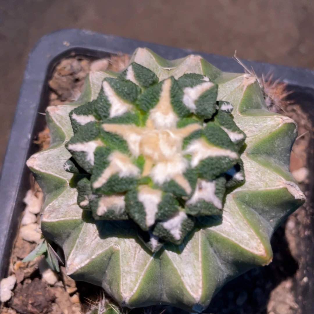 全部花朵?****?仙人球开花 牡丹仙人球