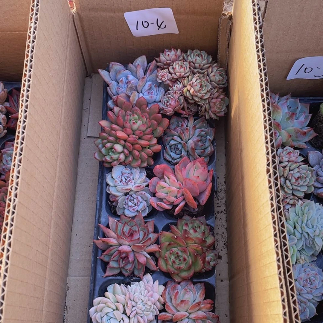 【闪购商品】10颗-4