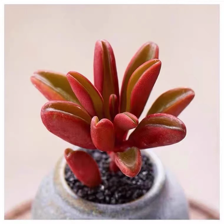 红背椒草多肉大颗多老桩绿植稀有贵货多肉植物美观趣味净化空气