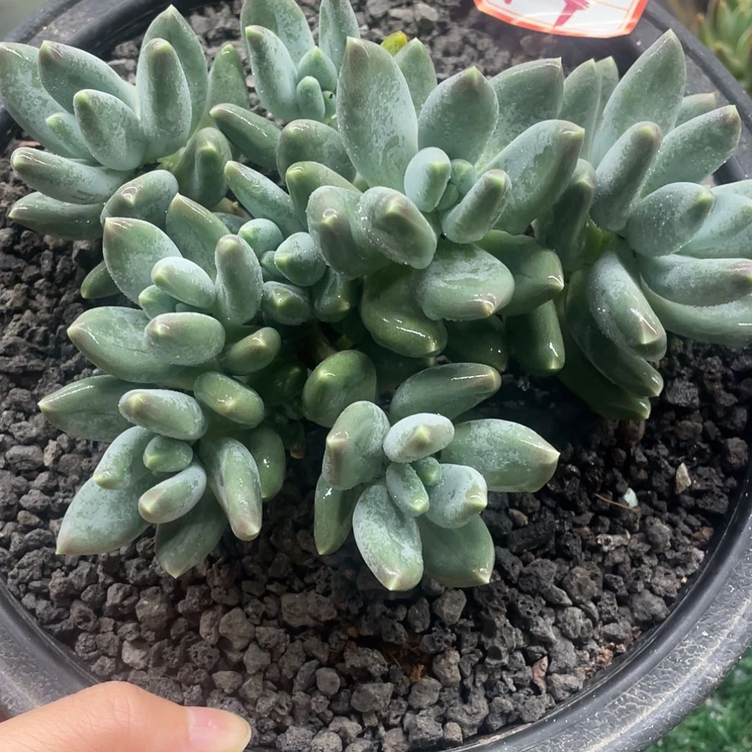 104一物一一拍一拍