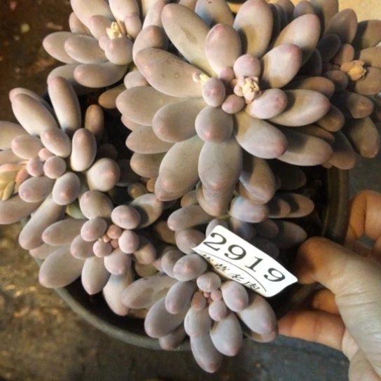 汤圆，2919，一物一拍