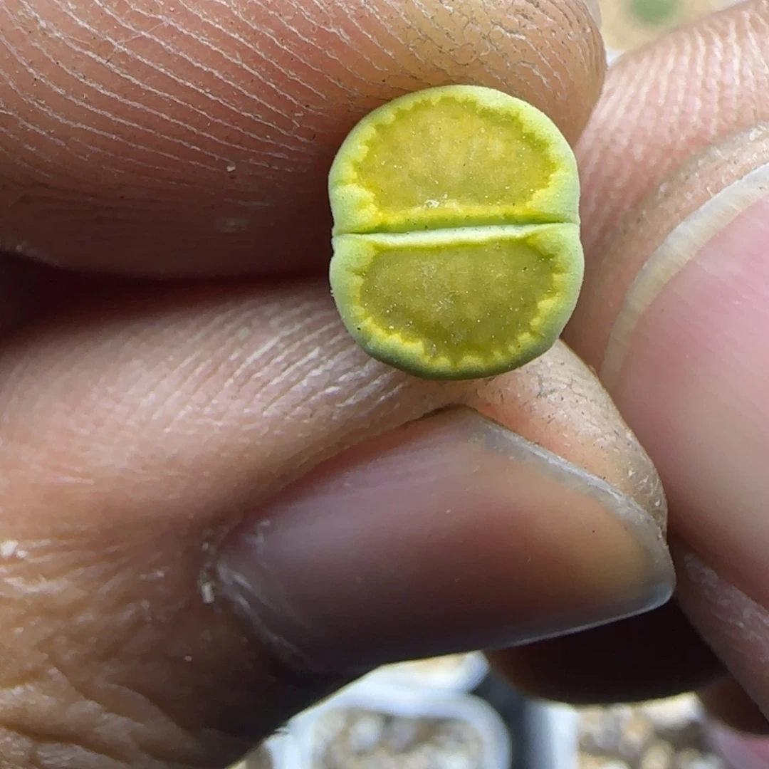 657 生石花大棚直播