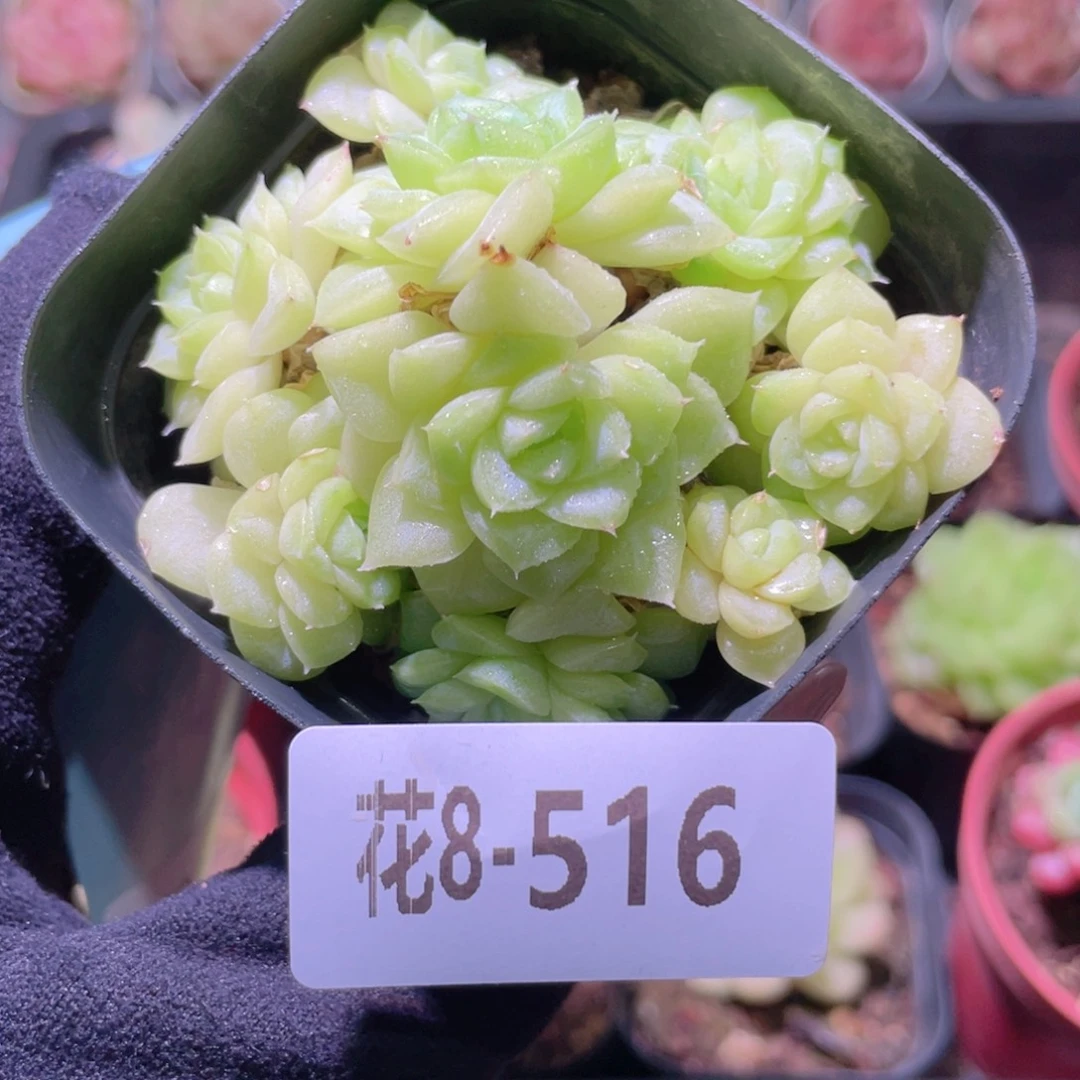花利美8-516白天鹅