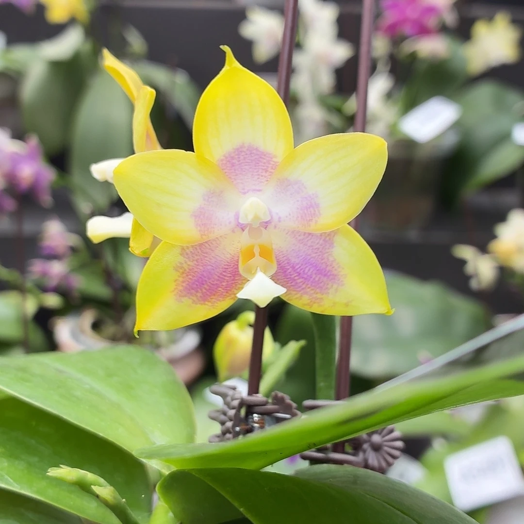 当前无花朵，栽培后可花朵A5502