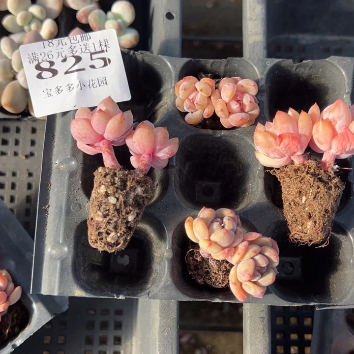 825号粉笔双头到手4颗量拍多肉满18元包邮下午发货