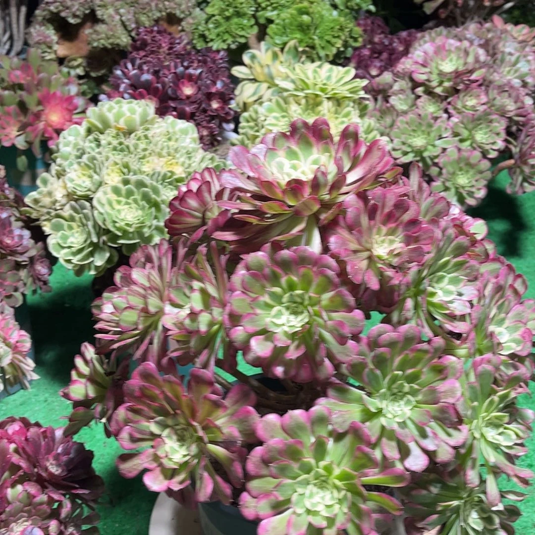 法师多肉植物漂亮