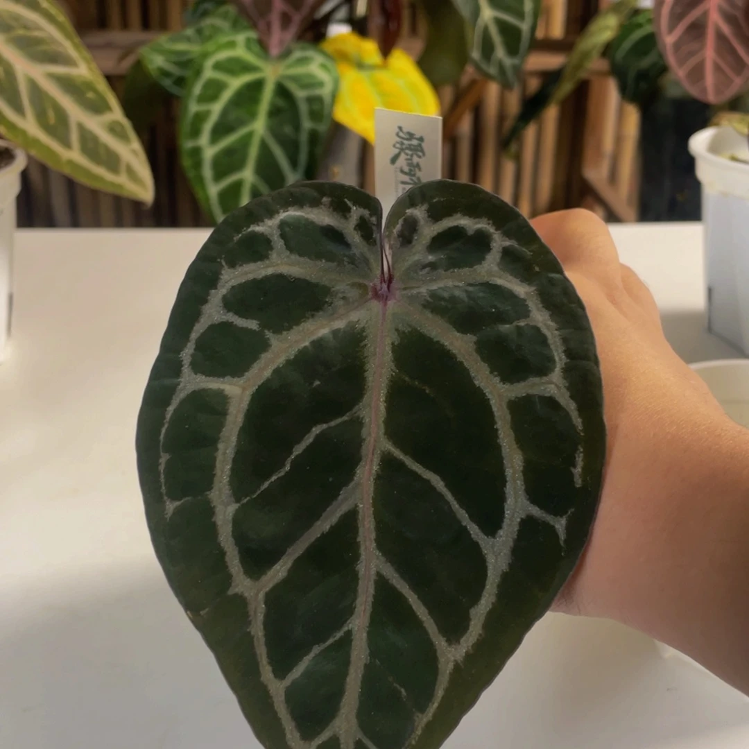 完全开放龟壳紫花烛