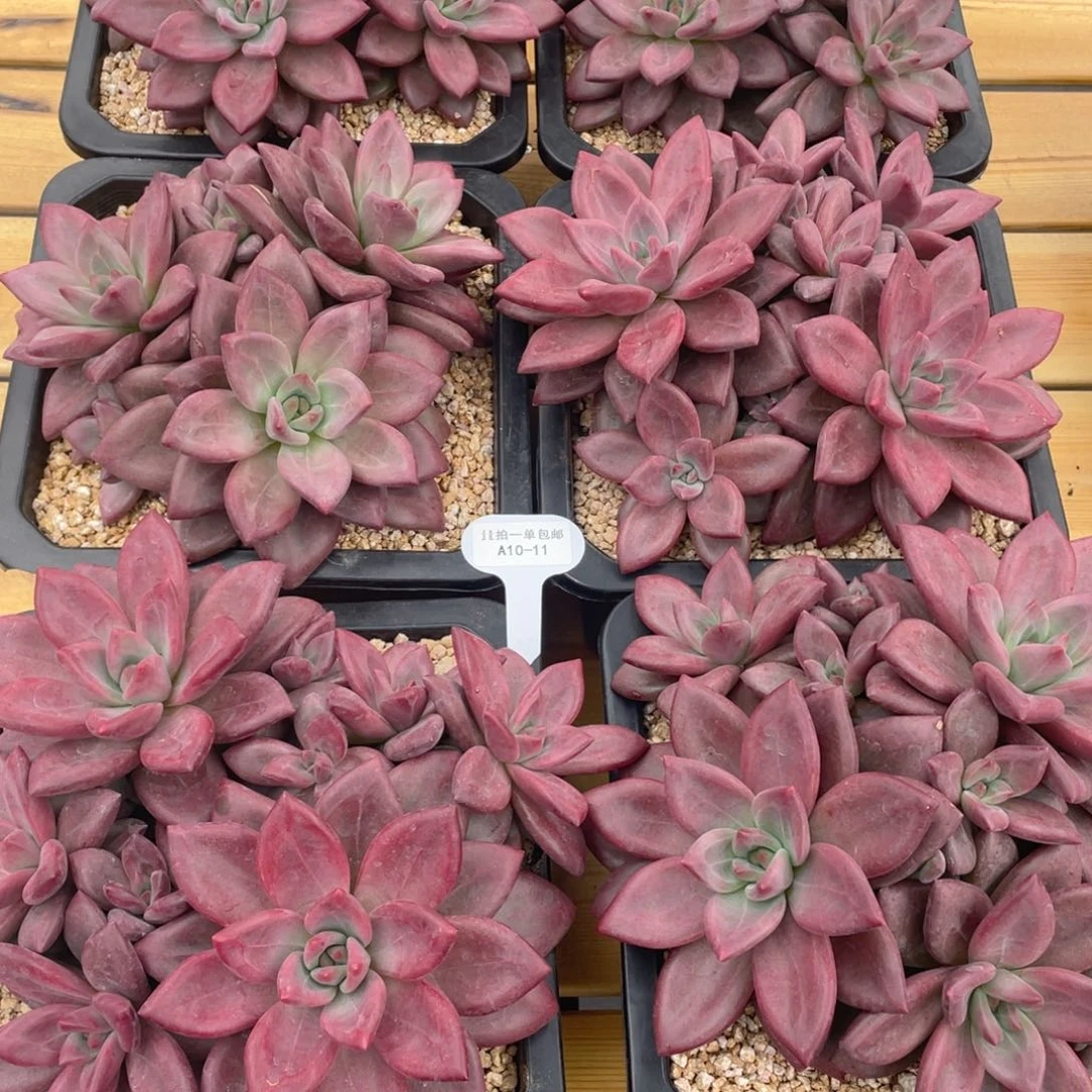 10-11+超大群潜力股赫菲