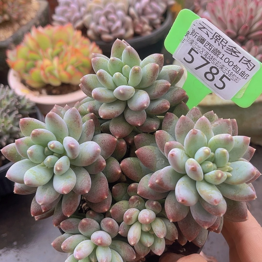 5785星月菩提多肉植物