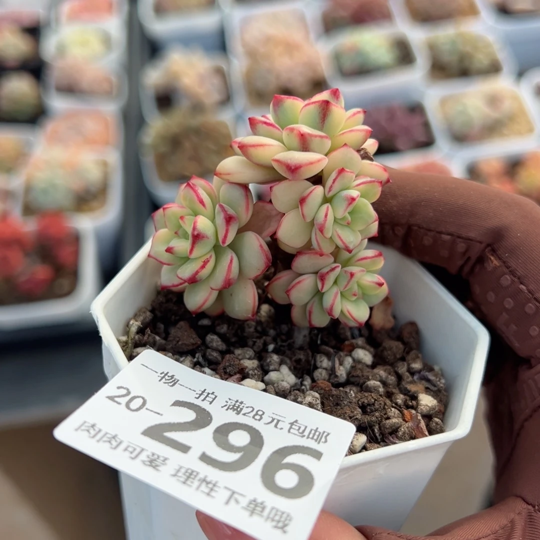 探戈锦多肉多肉多肉多肉