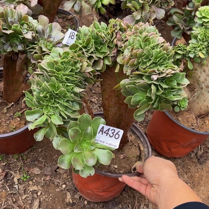 微瑕玫瑰缀多肉植物436.