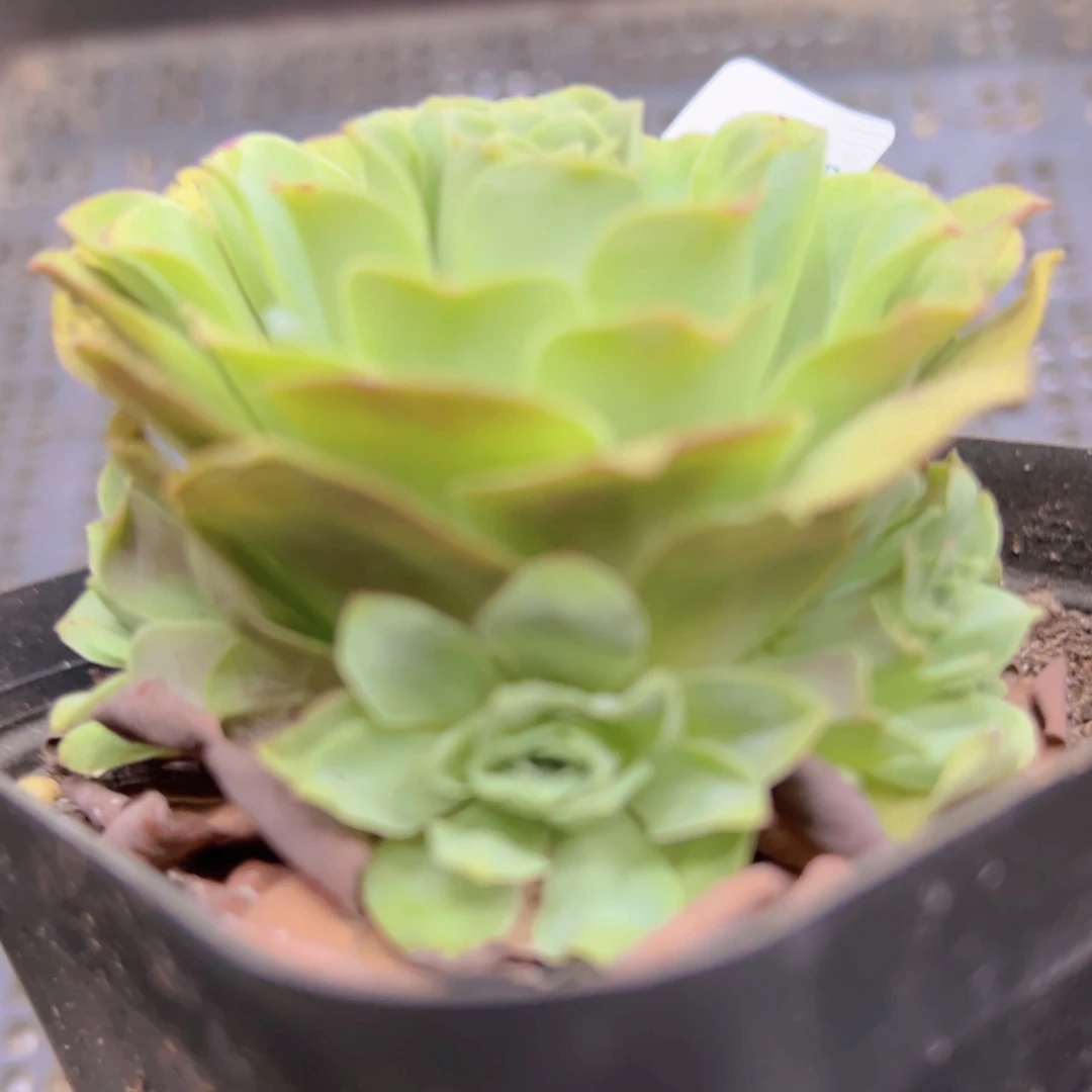 264 侧牙掉了不包损无售后