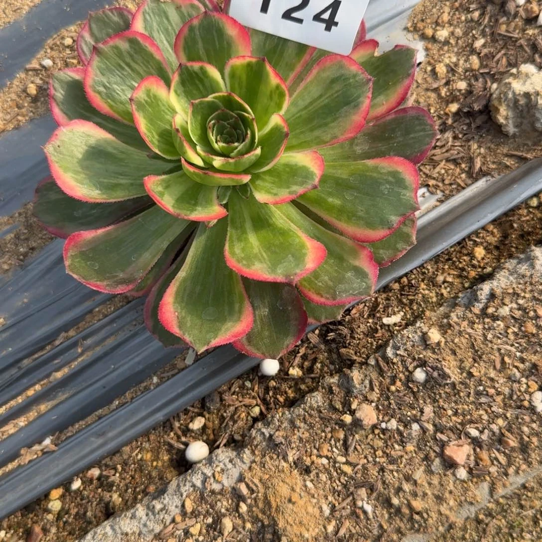 124桃花坞。多肉植物