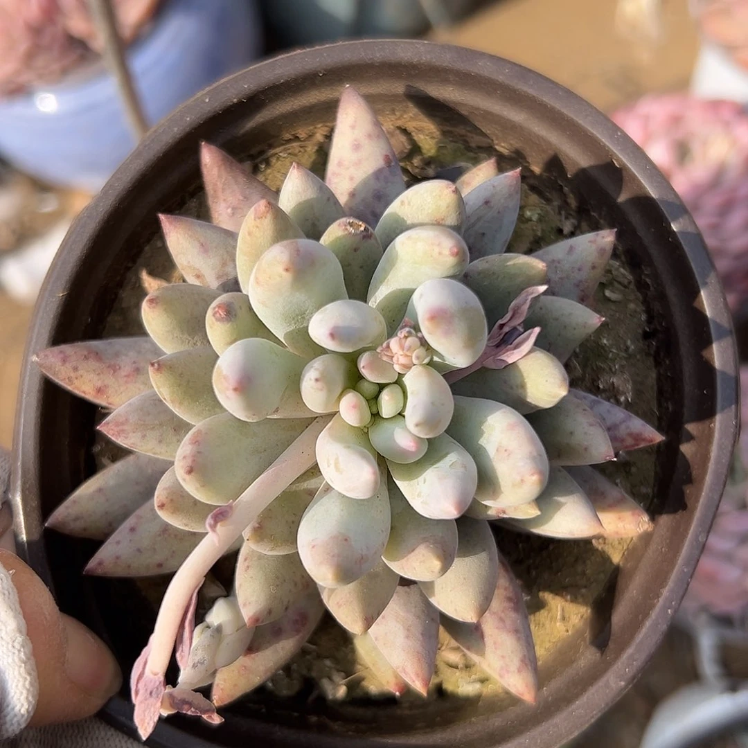 富尔尔中央音乐学院哟哟哟