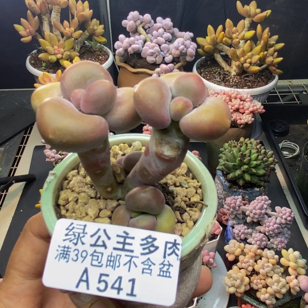 541芒果奶kk奶多肉5c m