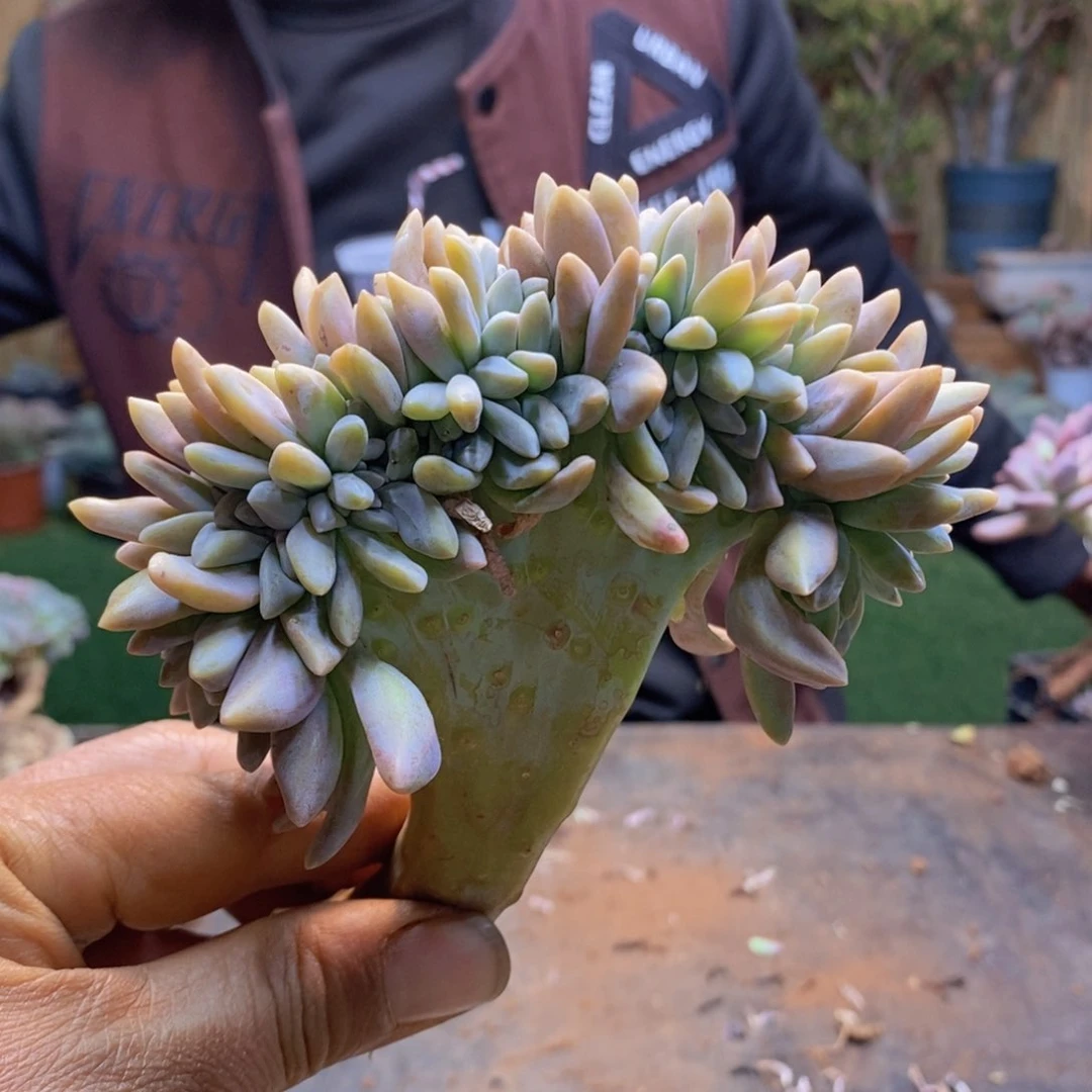 毛****记124号淡雪缀多肉