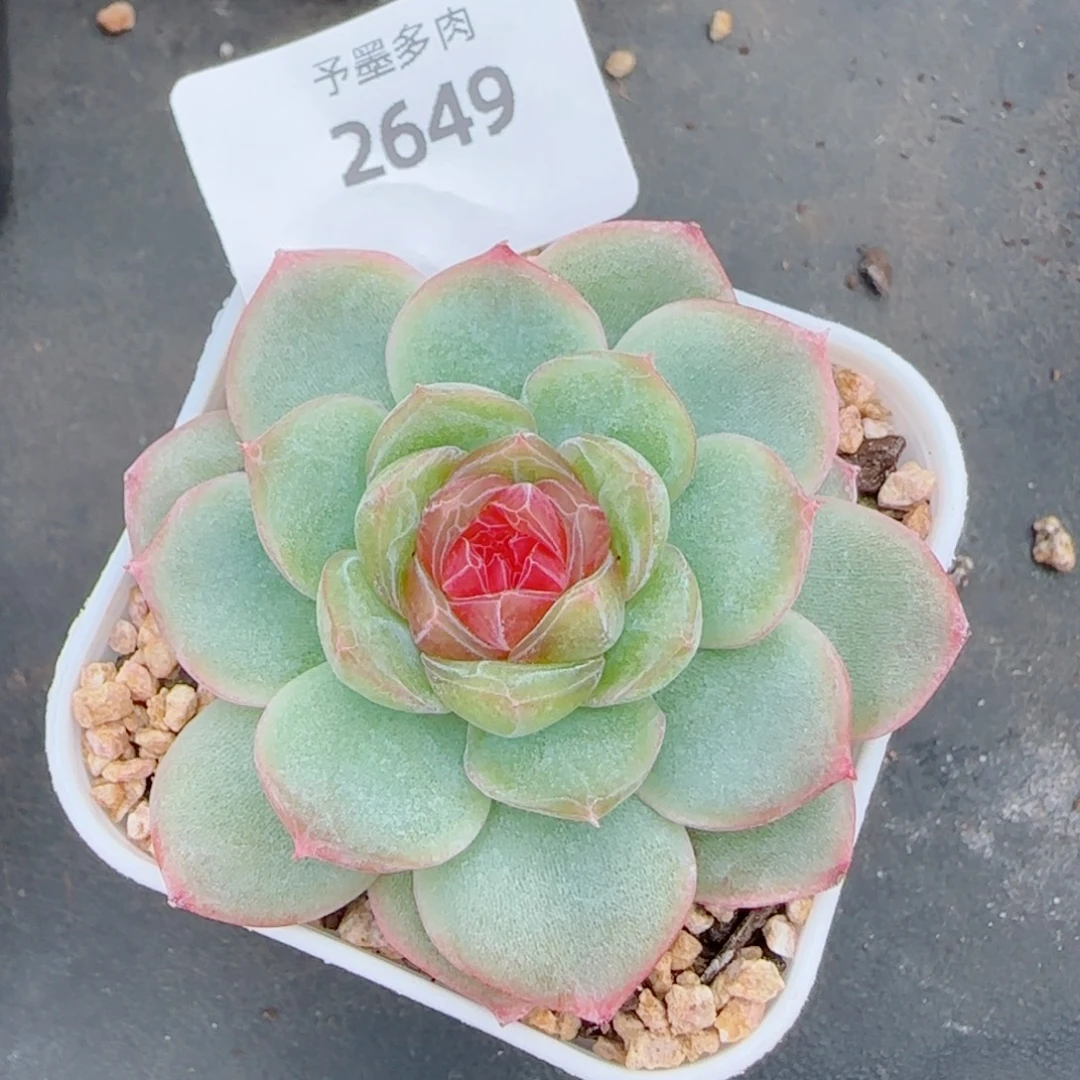 新品,月光糖梦,2649多肉植物
