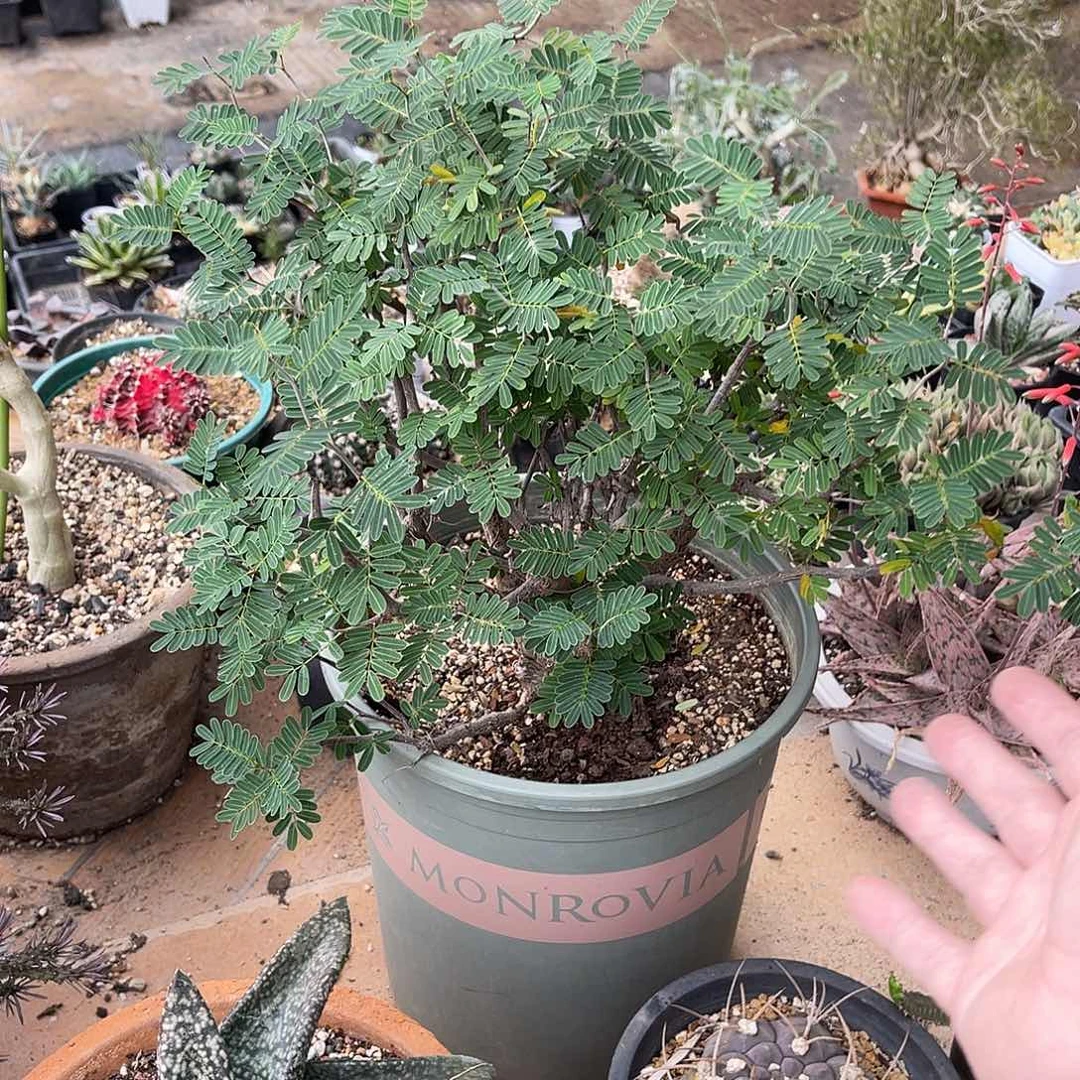 沙漠苏木大老桩一物一拍