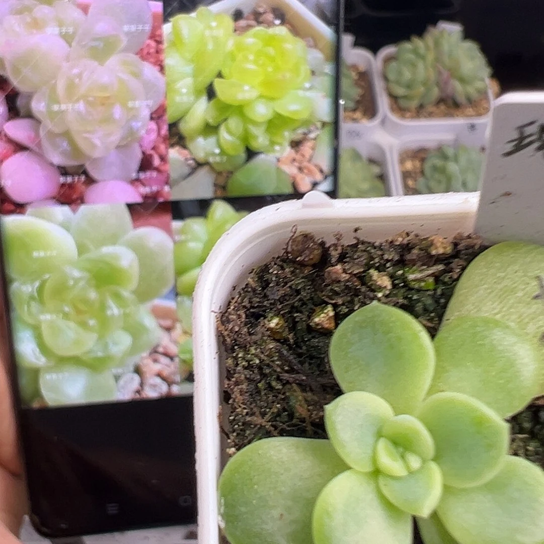 现金财富一物一拍