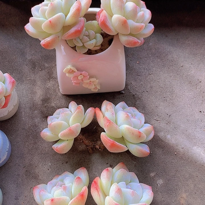 一物一拍，福利高杆子双头冰玉3颗